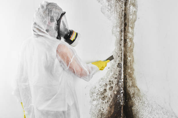 Best Local Mold Removal Service  in Sandy Oaks, TX