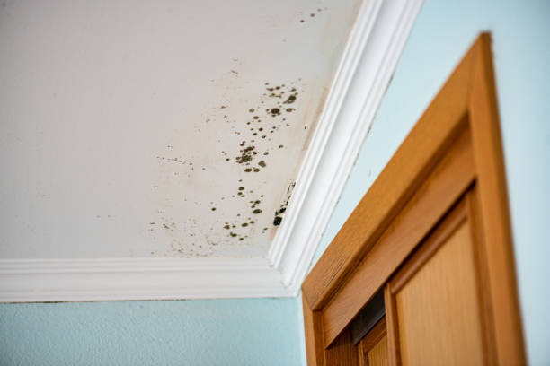 Best Certified Mold Removal  in Sandy Oaks, TX