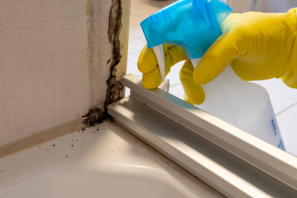 Best Office Mold Removal Services  in Sandy Oaks, TX