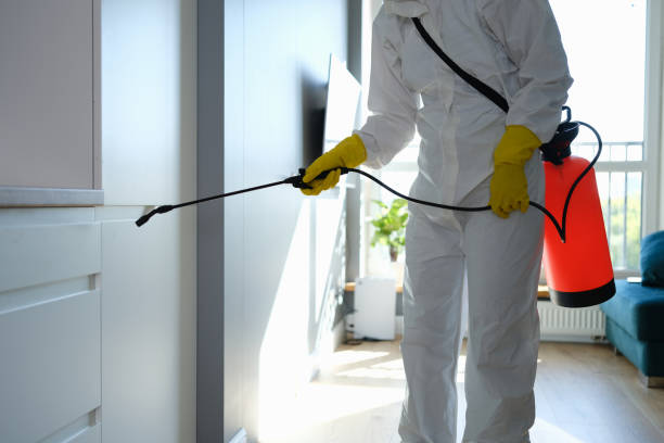 Best Fast Mold Removal  in Sandy Oaks, TX