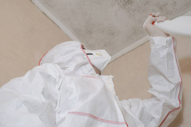 Best Black Mold Removal  in Sandy Oaks, TX