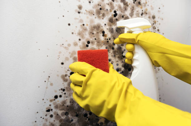 Best Commercial Mold Removal  in Sandy Oaks, TX