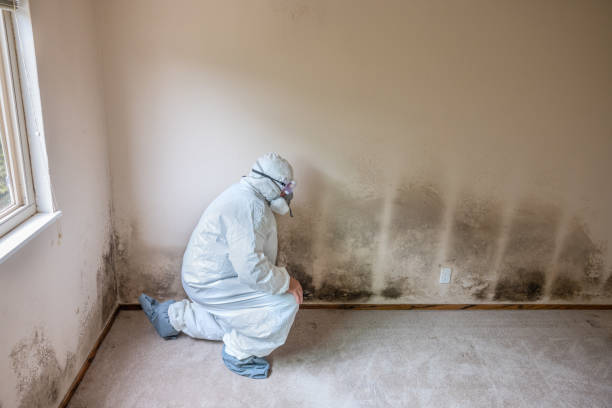 Best Commercial Mold Removal  in Sandy Oaks, TX