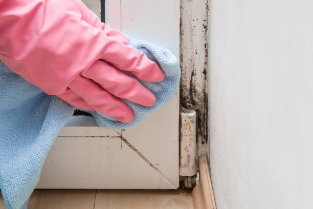 Best Mold Cleaning Services  in Sandy Oaks, TX